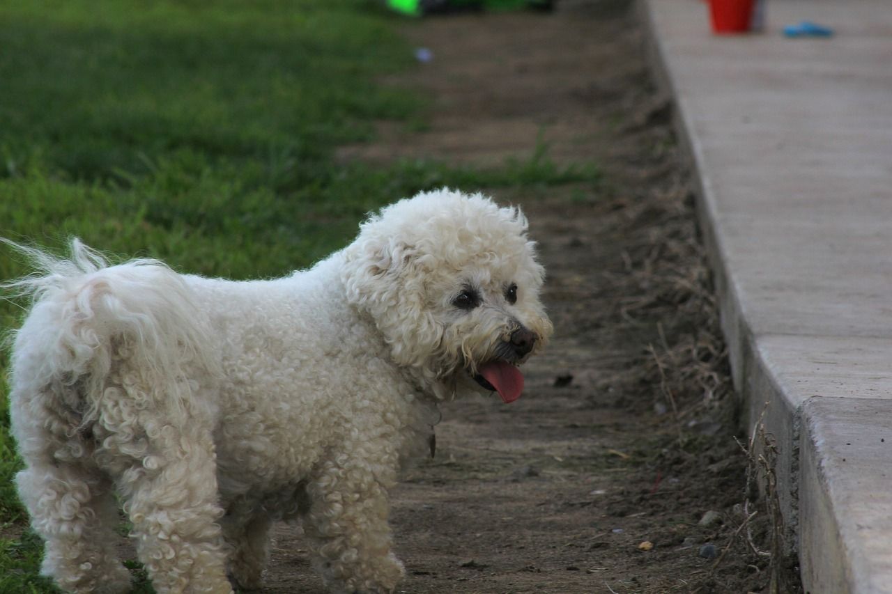 Bichon de Tenerife en train de regarder