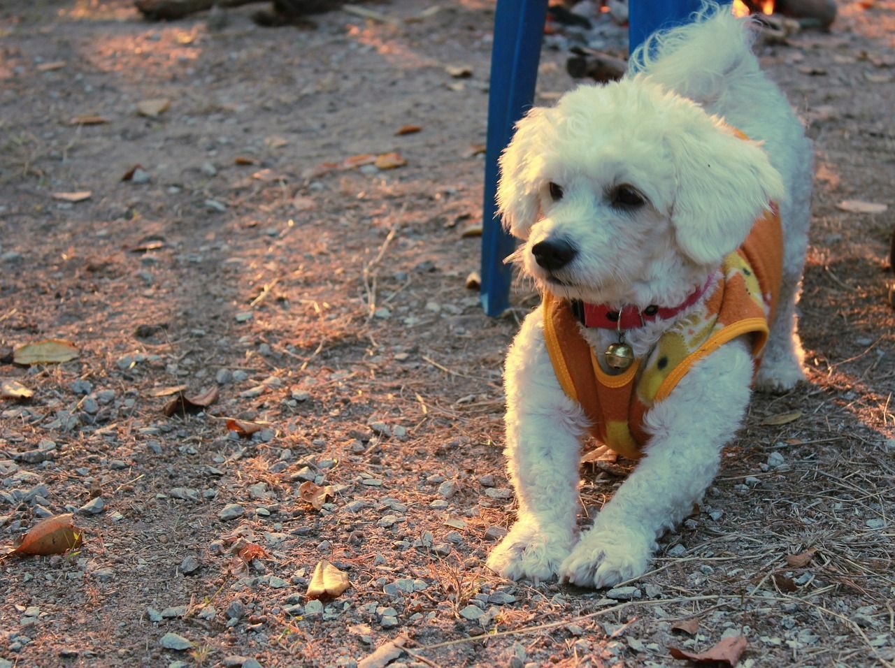 Bichon frise comment se baigner