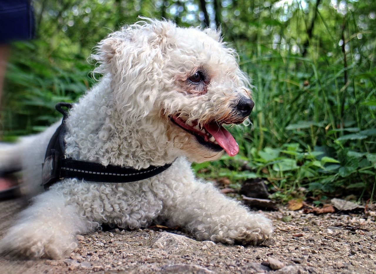 Bichon de Tenerife