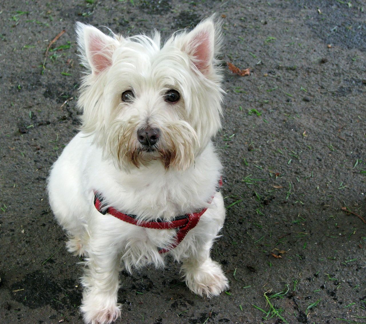 Westie blanc