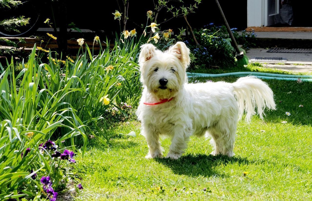 Westie Jardin