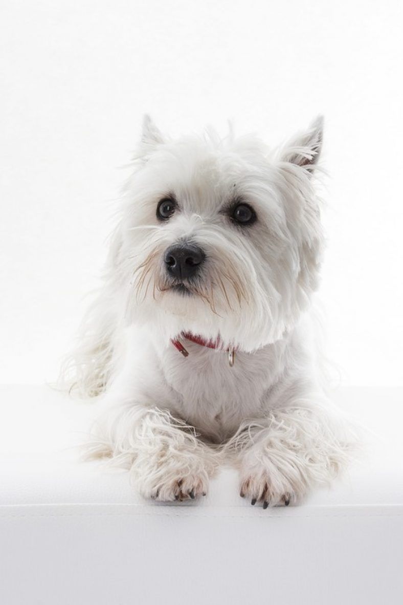 gentil Westie
