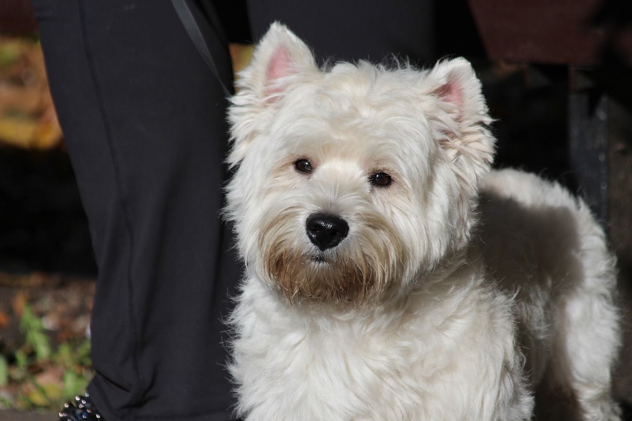 Westie barbu