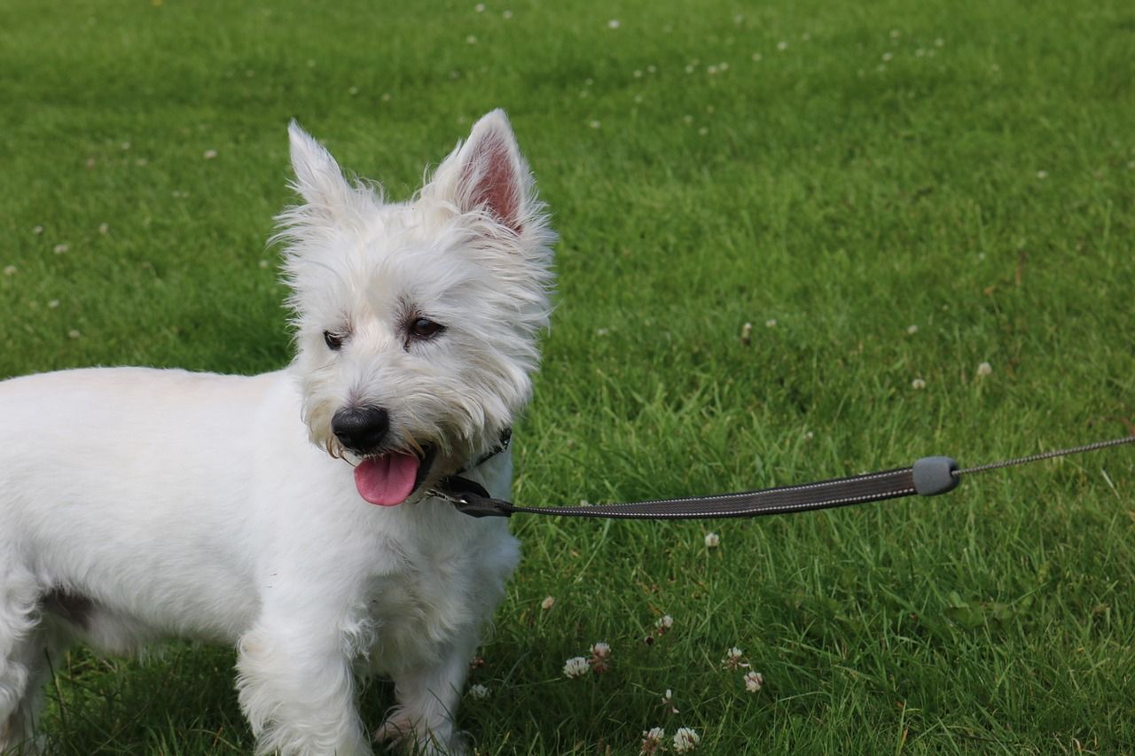 Westie Ride