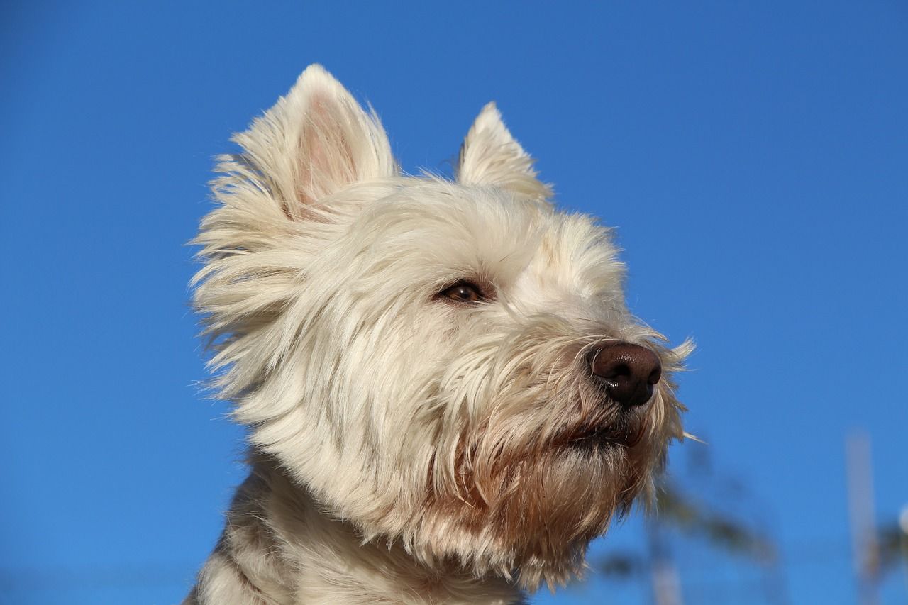 Westie joli regard