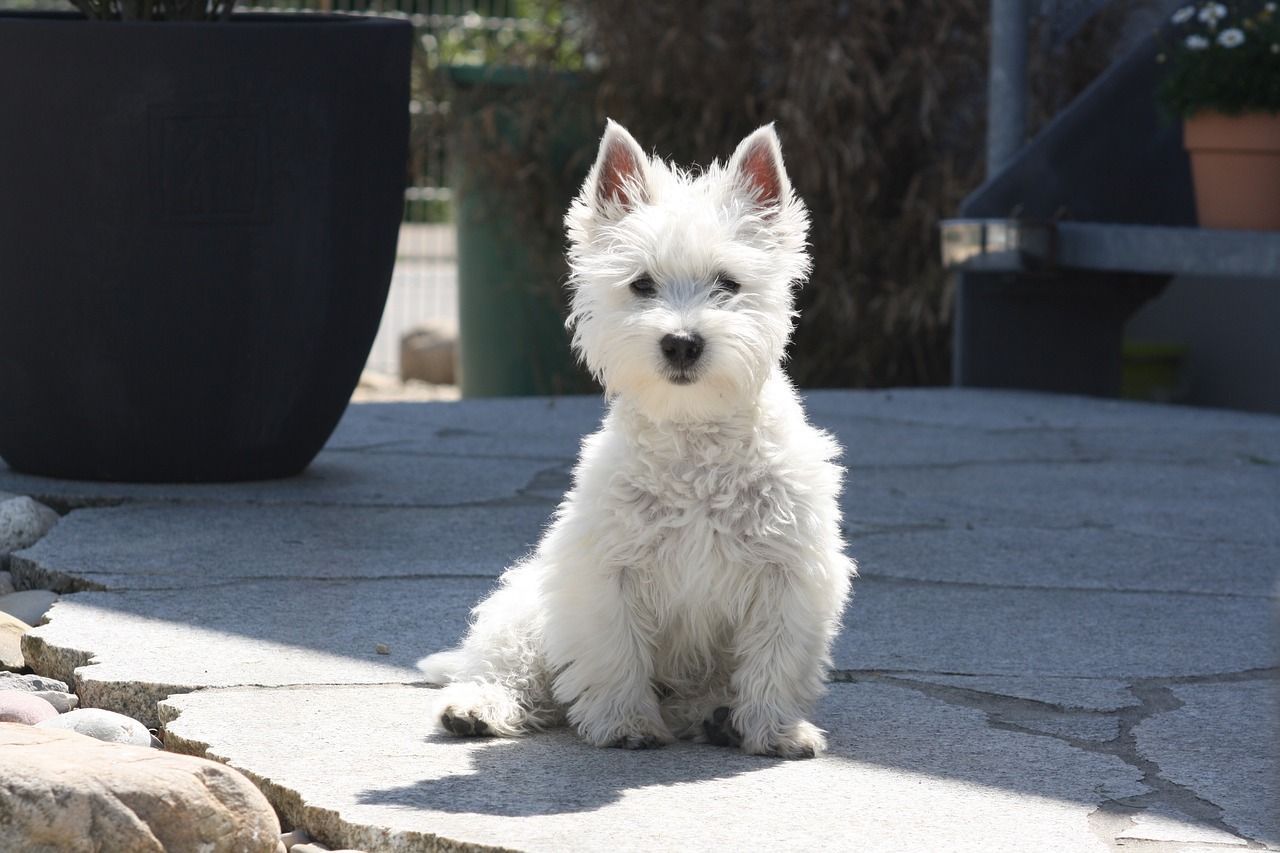 Westie intelligent