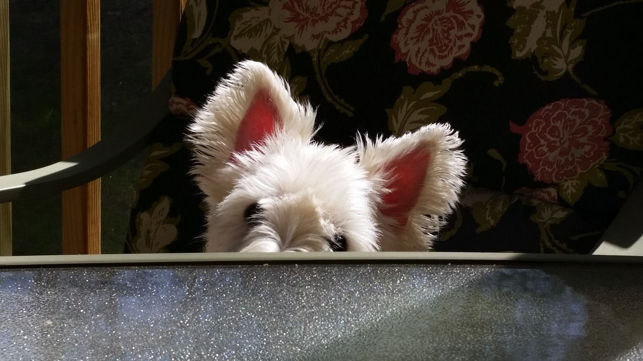 Westy Ă la recherche de chien