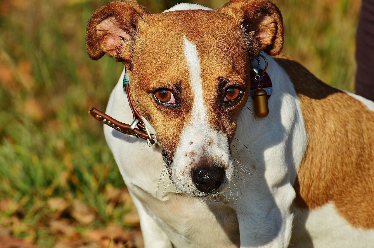 jack russell terrier australie