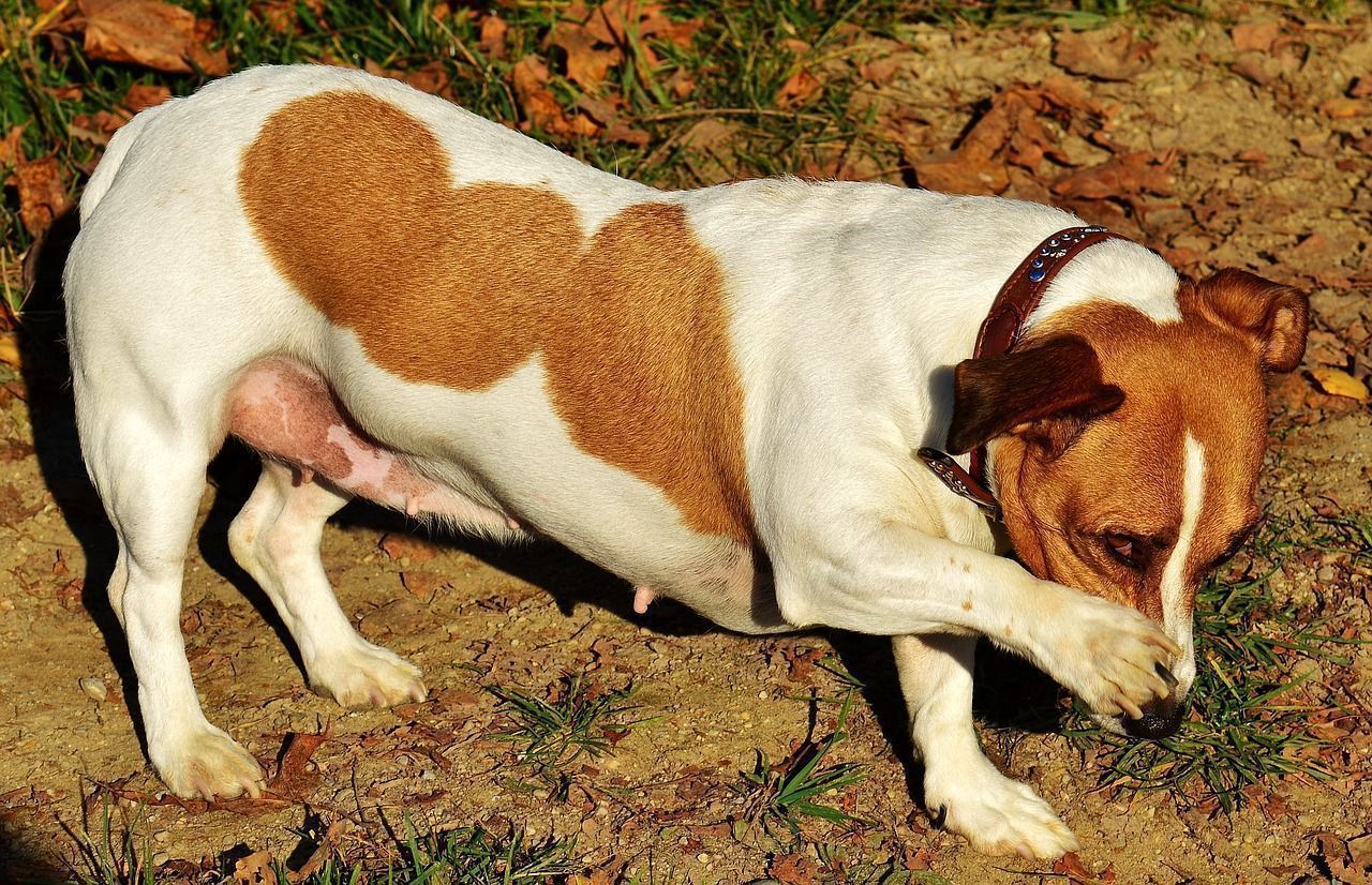 JRT étiré