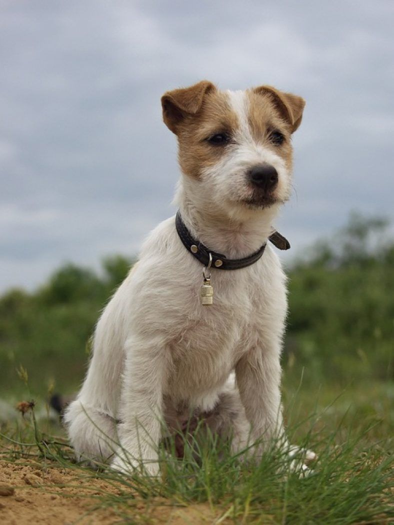 jack russell terrier nettoyage