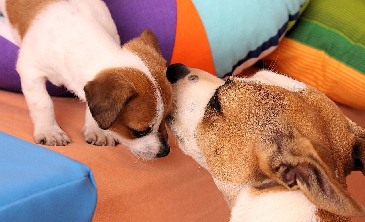 Chiot JRT
