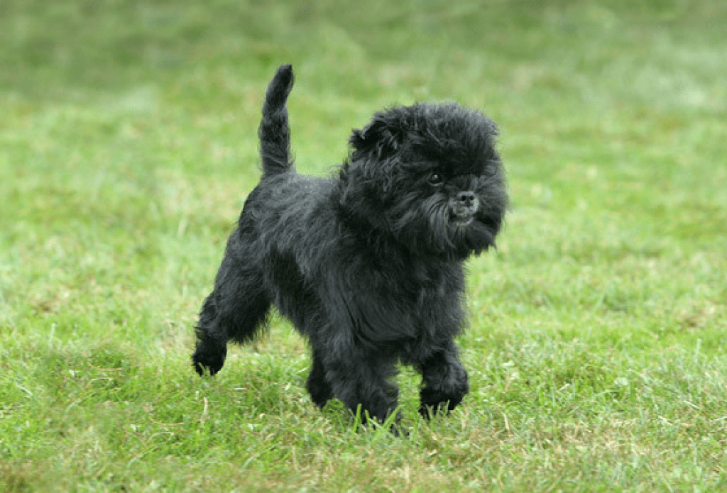 Affenpinscher
