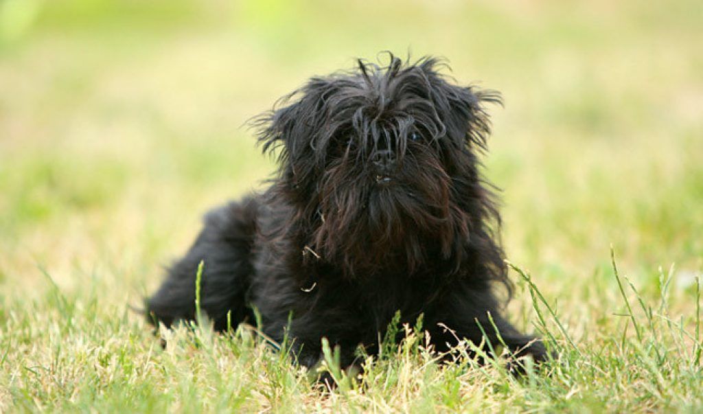 cheveux affenpinscher