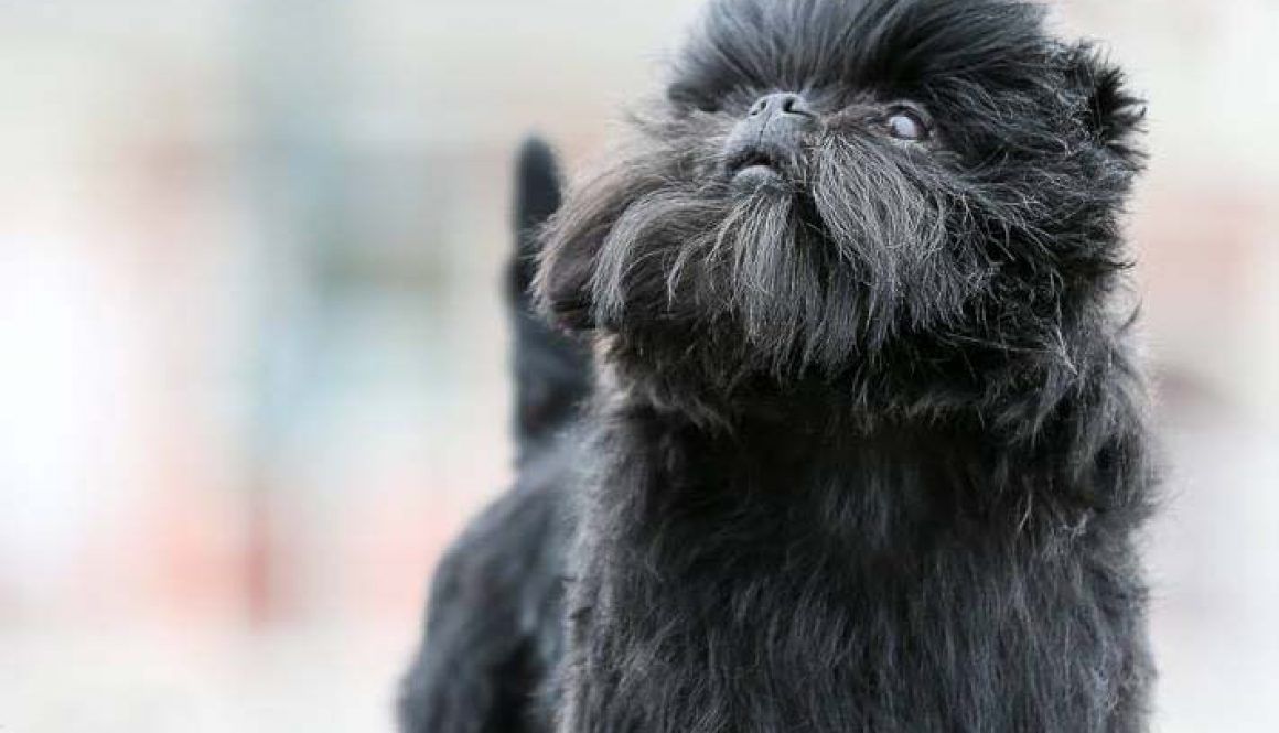 Affenpinscher est trĂšs joueur.