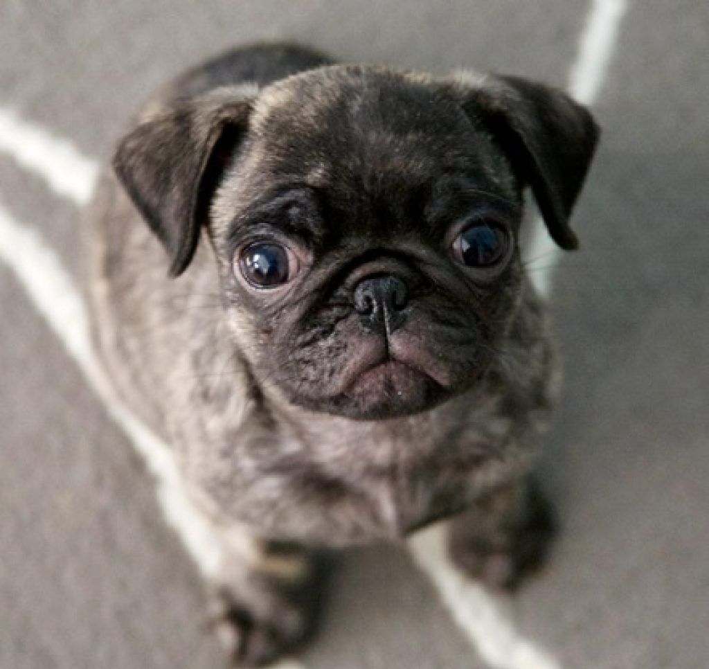 carlino pug leonado noir
