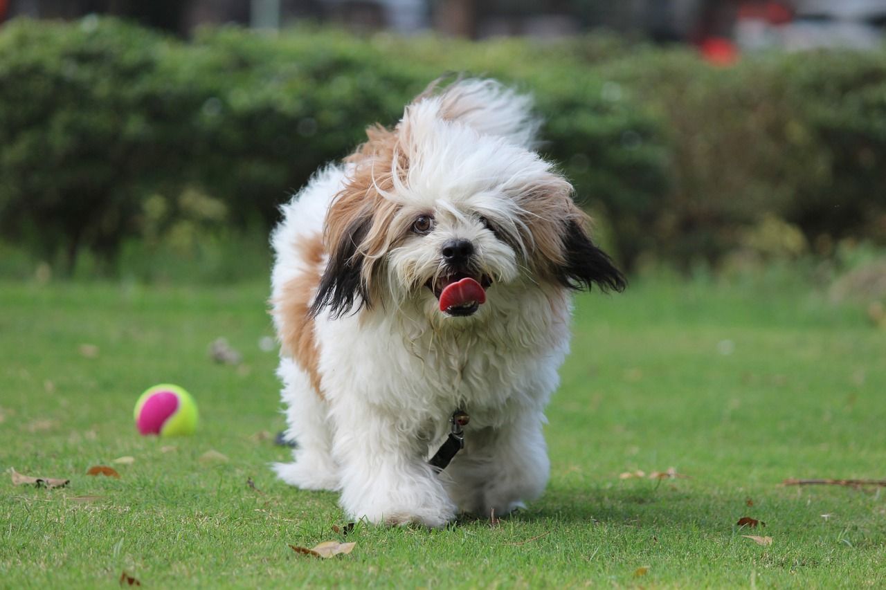 formation lhasa apso