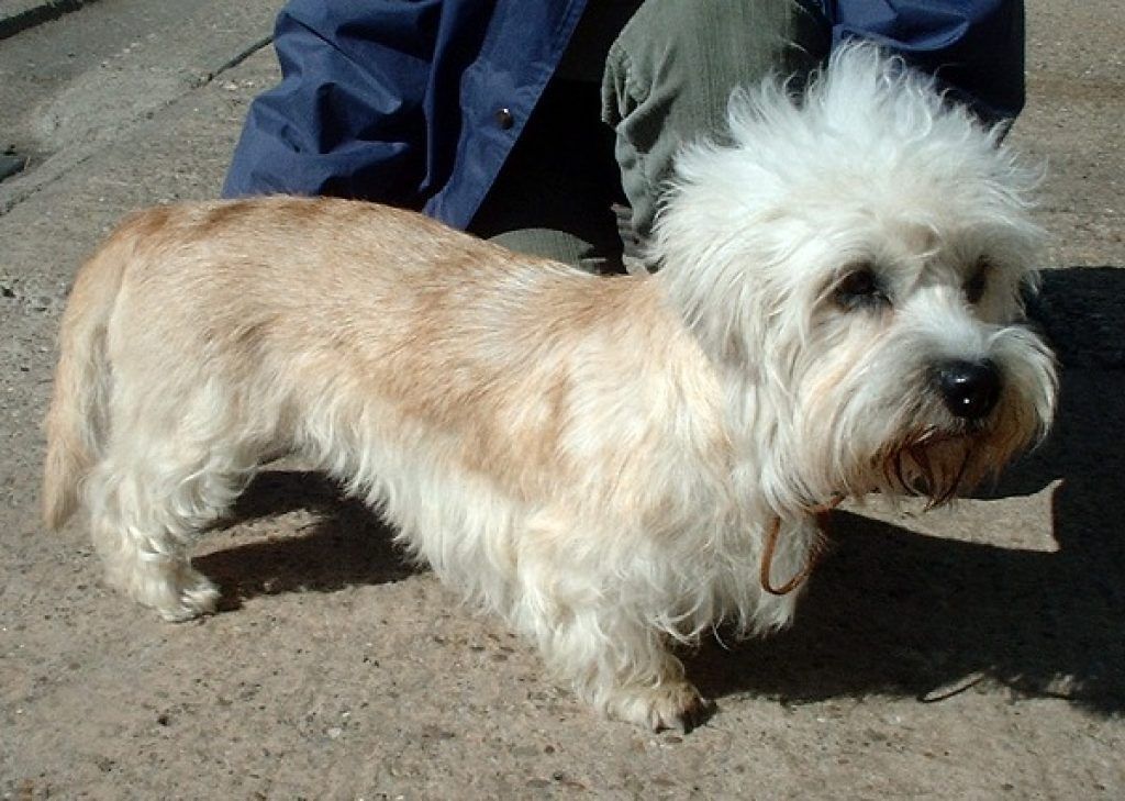 Dandie Terrier