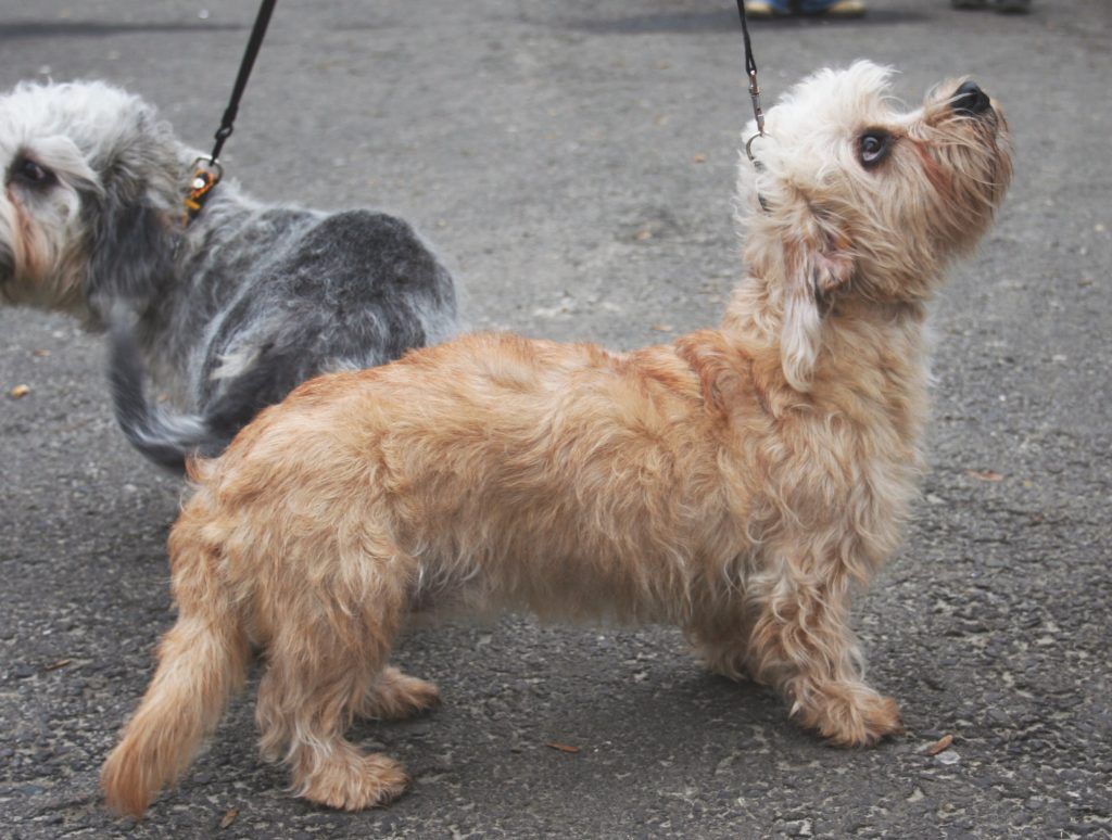 Dandie Terrier Mini