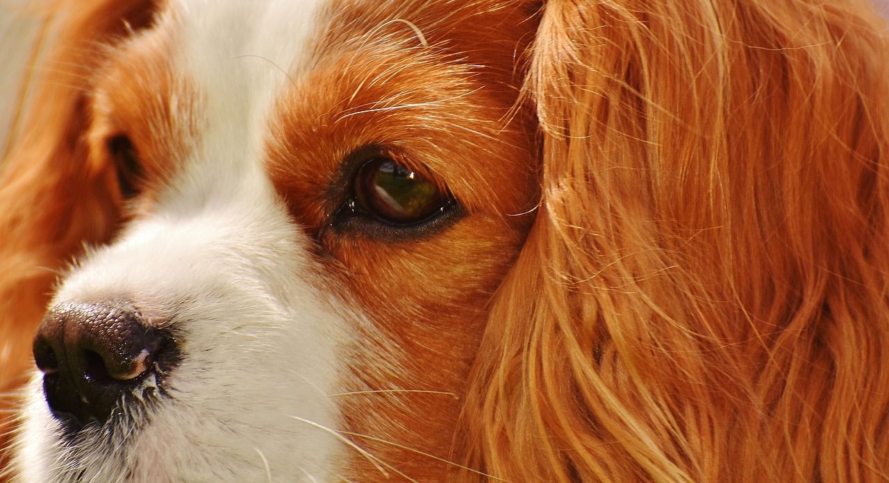 Cavalier King Charles Blenheim