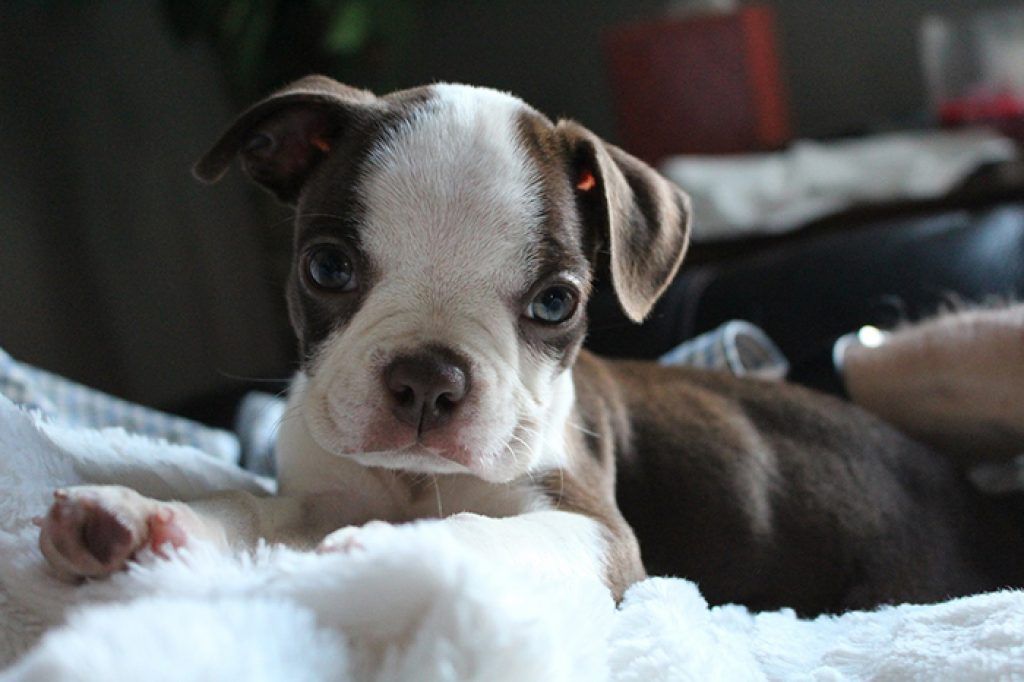 Boston Terrier Baby