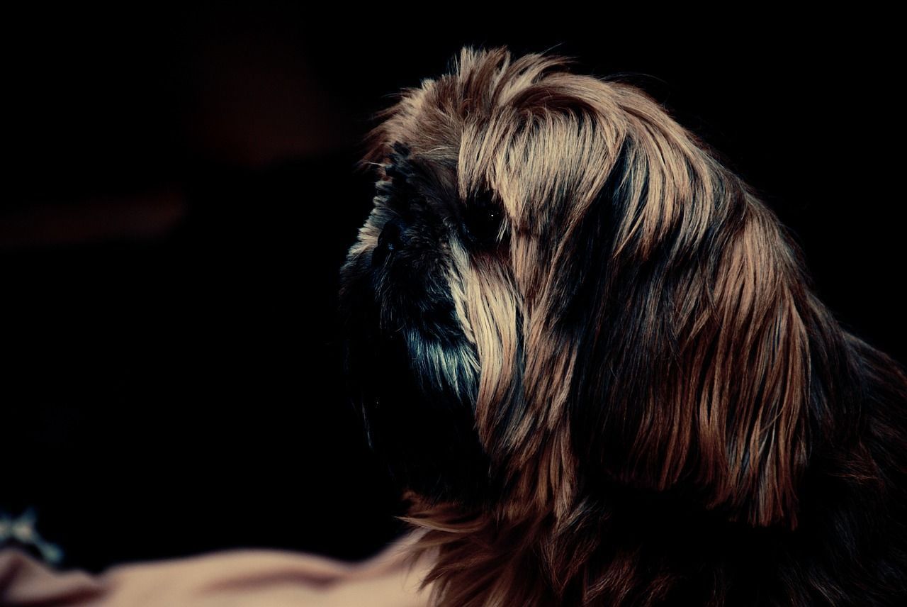 chien lion brun