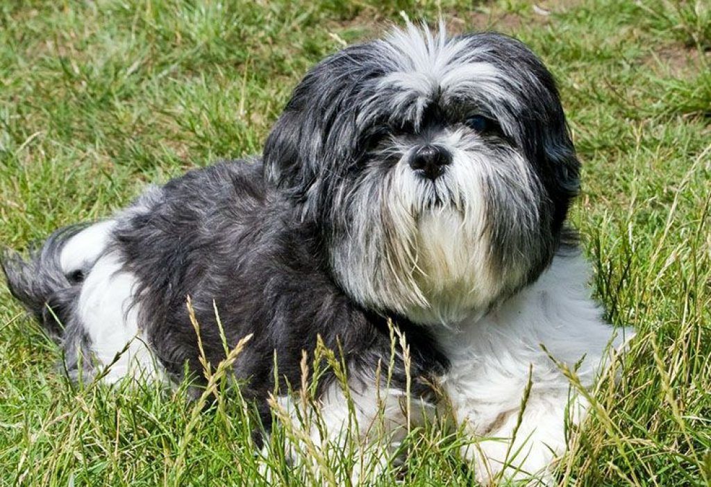 Shih Tzu deux couleurs.