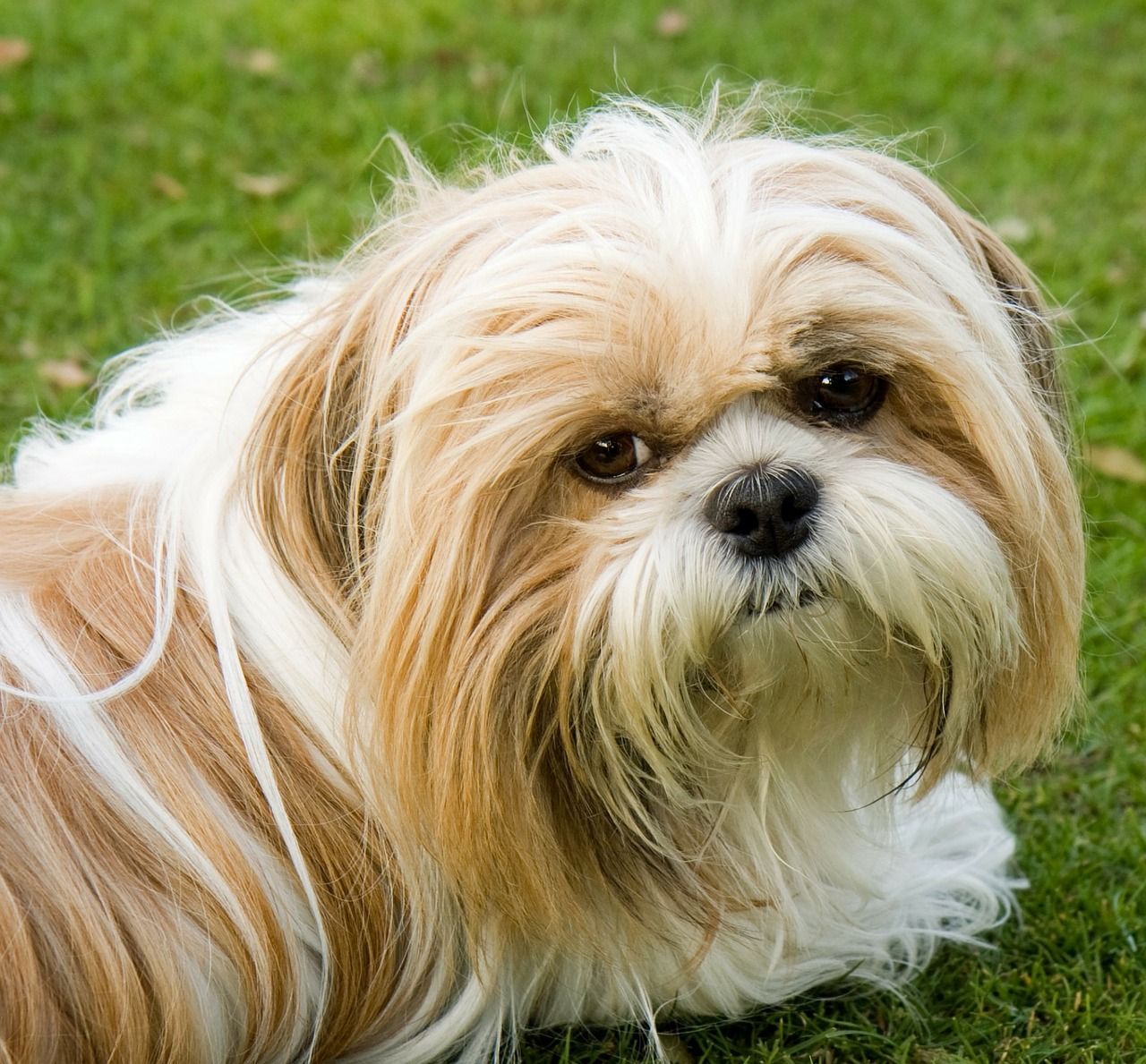 shih tzu face
