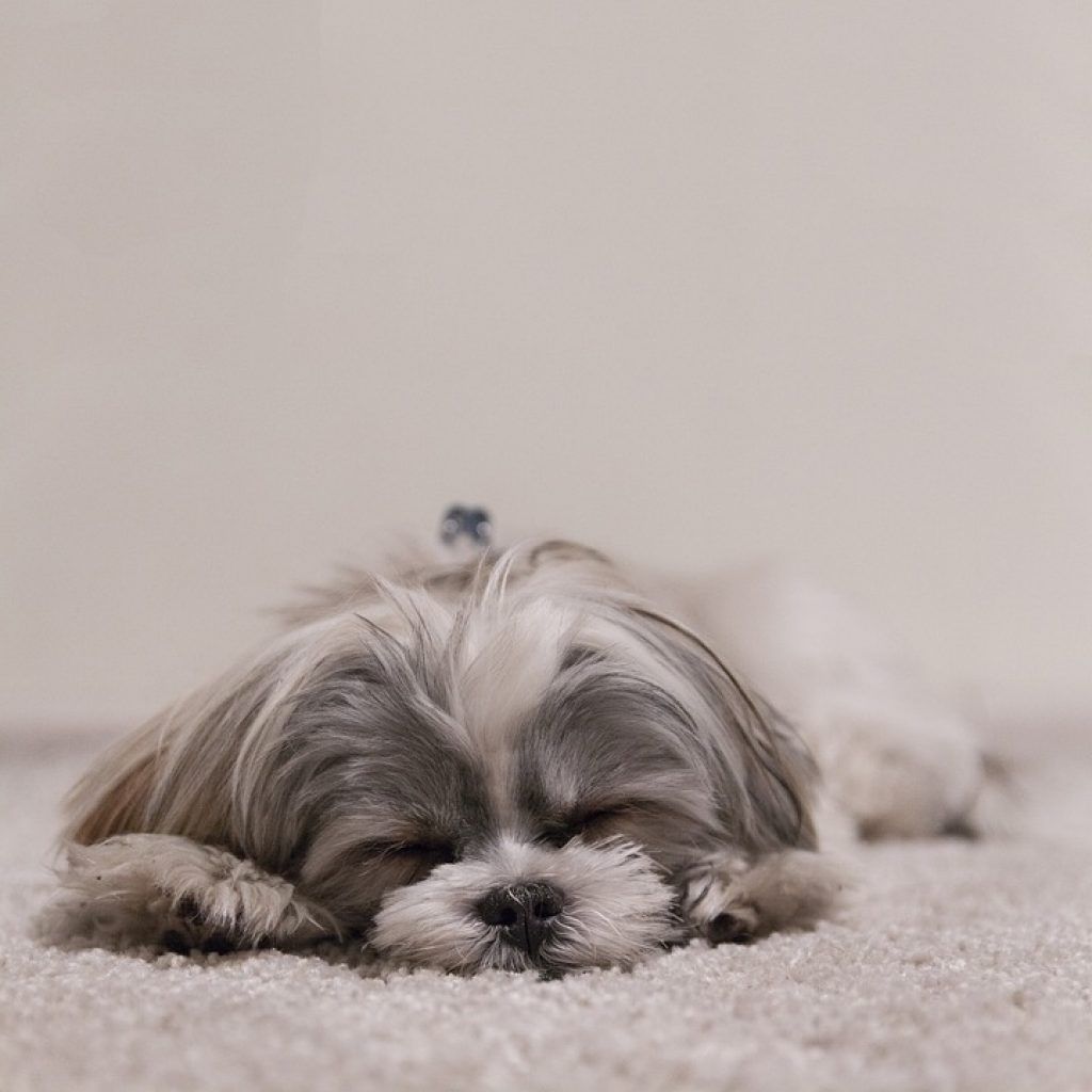 Chiot Shih Tzu.