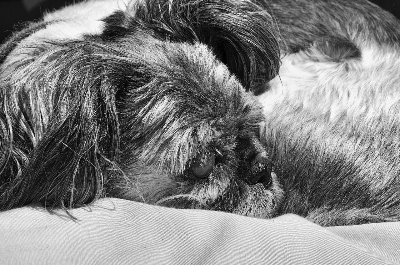Shih Tzu Poilue