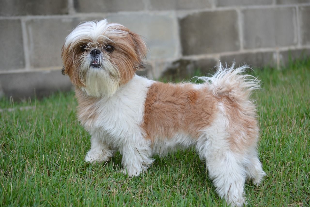 shih tzu dans le champ