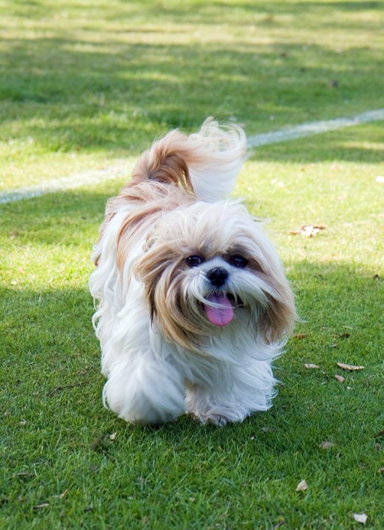 Shih Tzu heureux