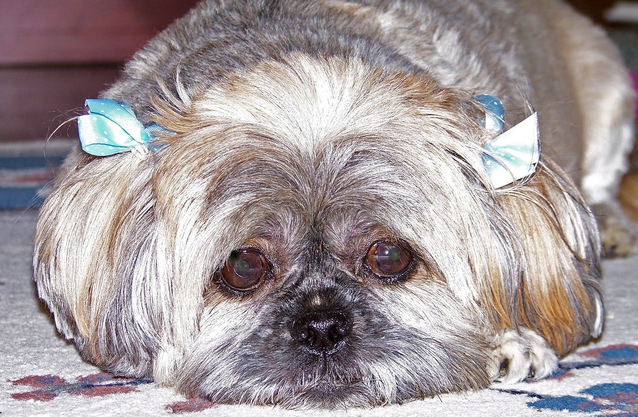peigne shi tzu