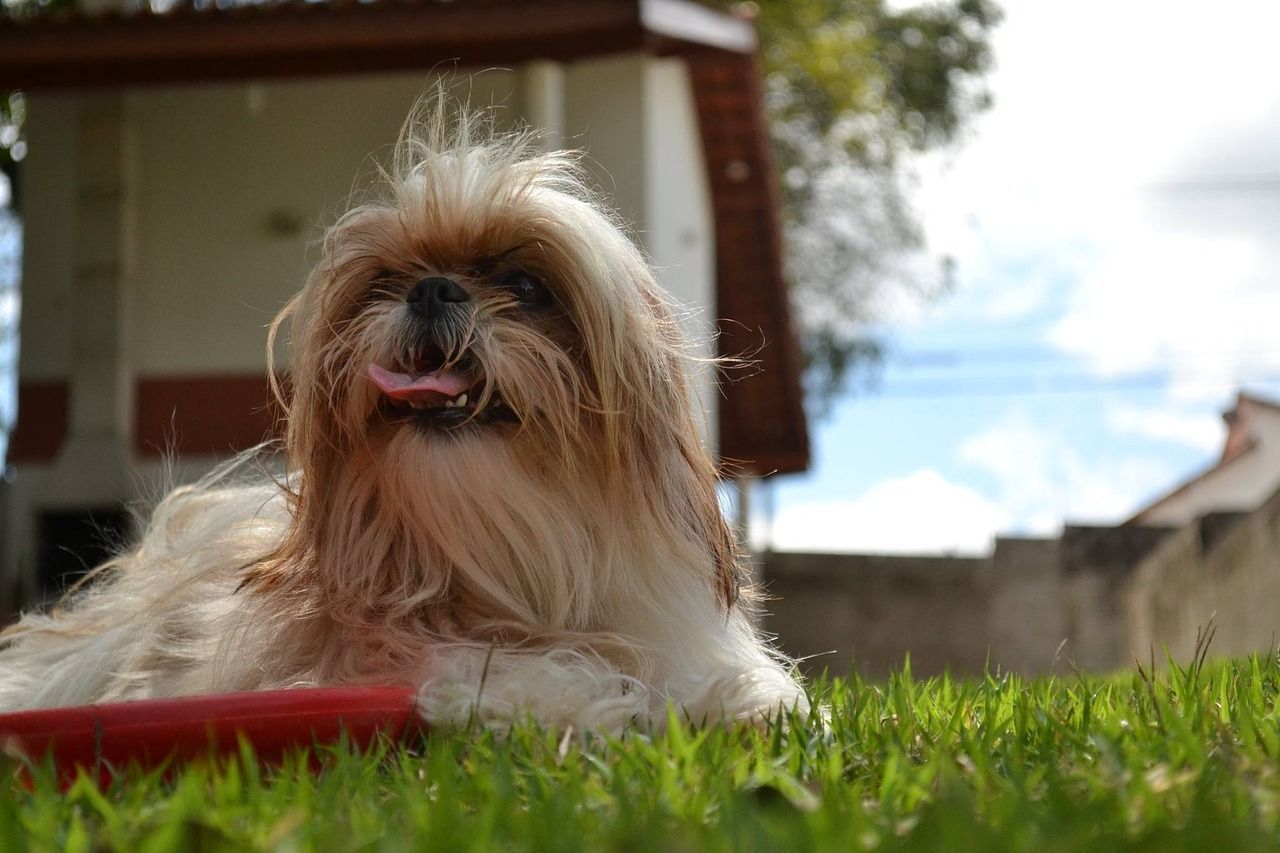 shih tzu avec des cheveux