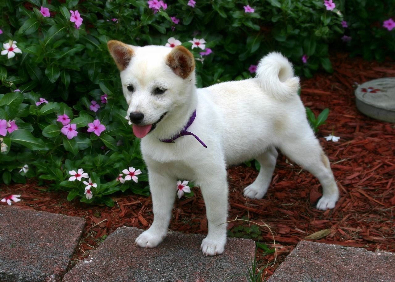 Shina Inu chiot