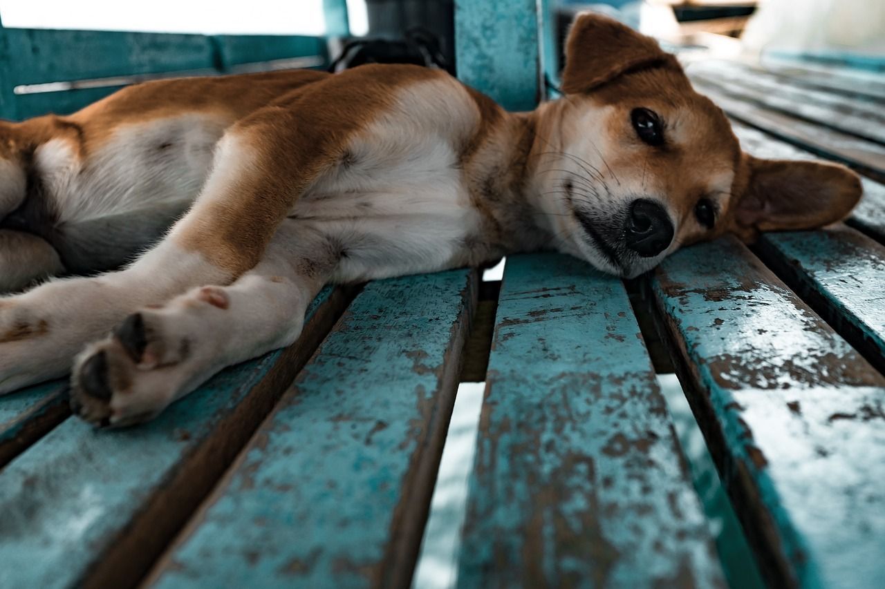 Shina Inu photo