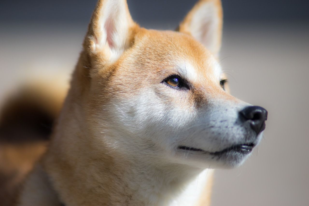 singe shiba inu