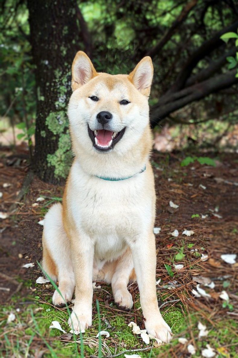 shiba inu sourire