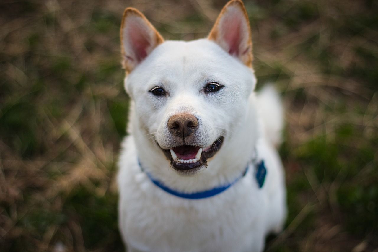shiba inu le bonheur