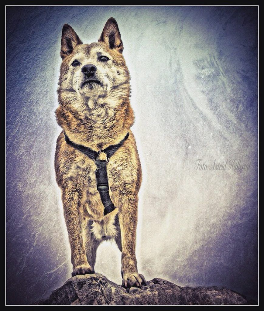 peinture murale shiba inu