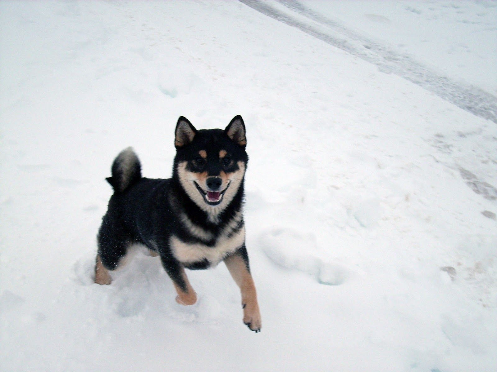 Shiba Inu Sesamo Noir