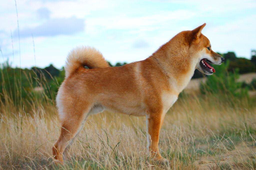 Shiba Inu de couleur rouge.