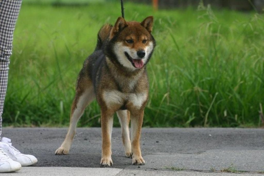 sesa shiba inu
