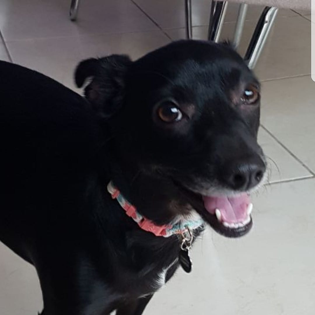 Xoloitzcuintle aux cheveux