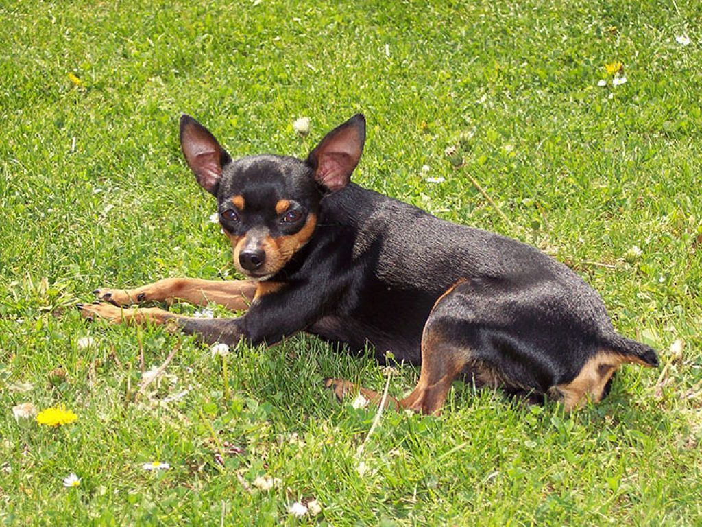 Prazsky Krysarik couché
