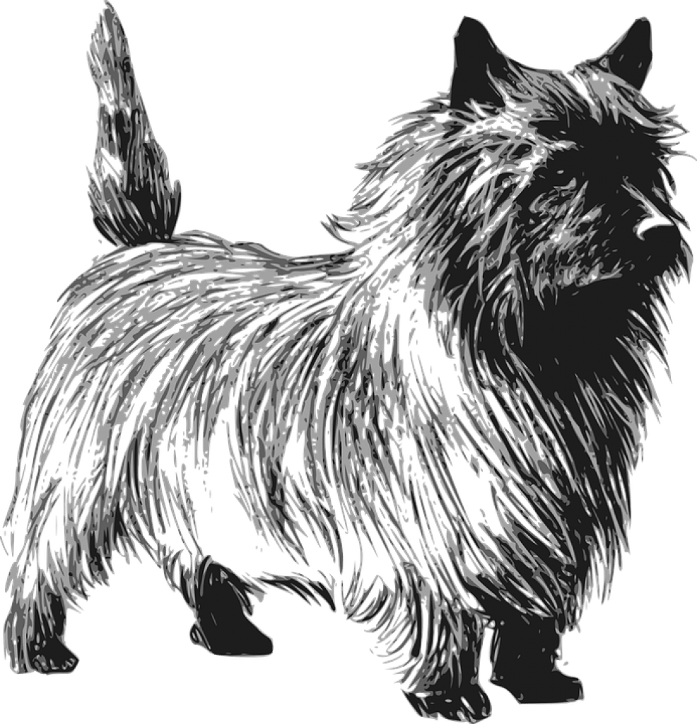 cairn terrier origine