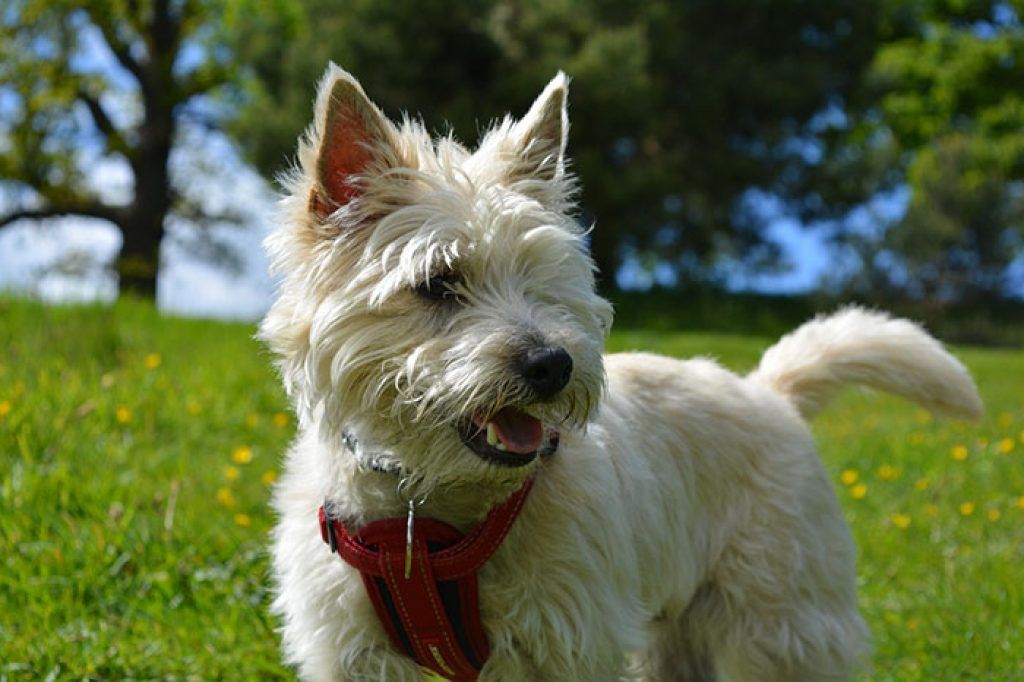 Cairn Terrier ou Skye Terrier