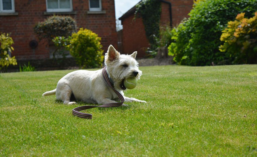 cairn terrier jeu
