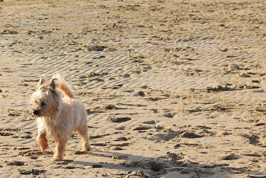 Cairn Terrier Beach