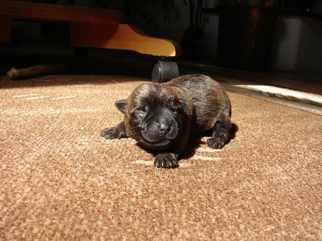 chiot cairn terrier