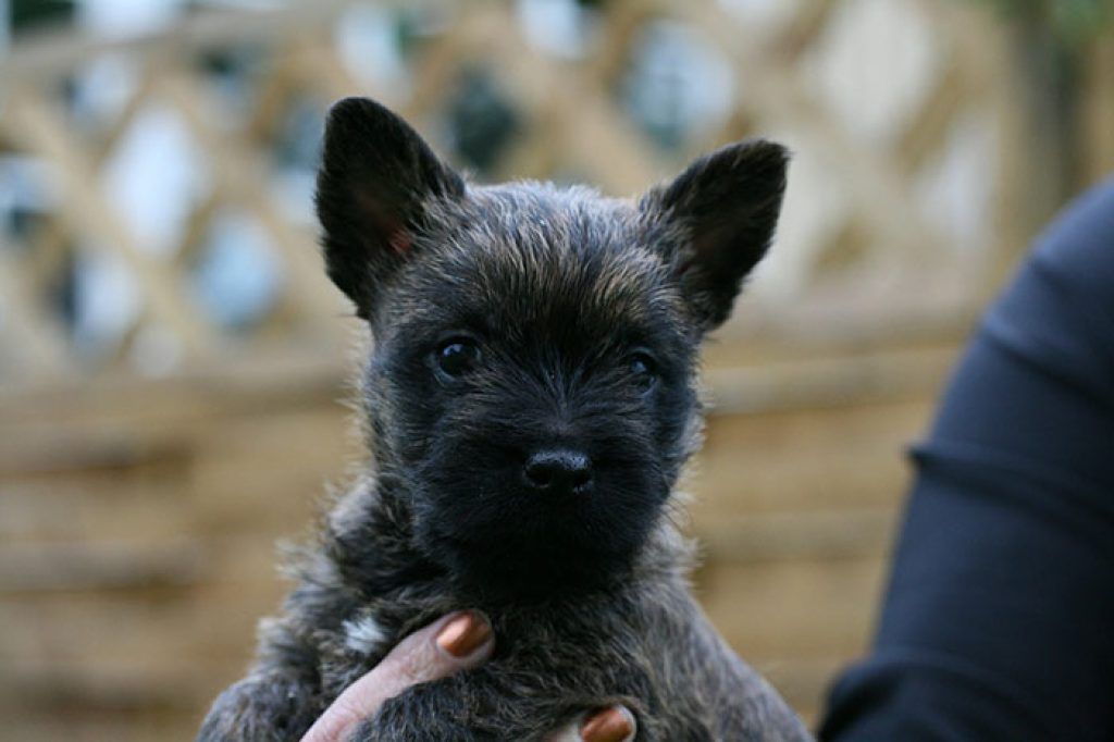 Skye Terrier